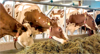 Метаболизм липидов в печени