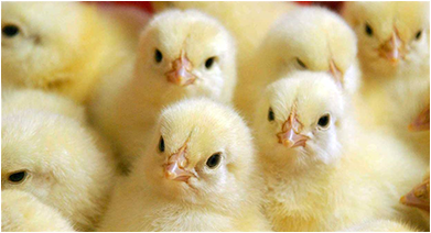 Кормление дойных коров