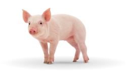 Премиксы для свиней