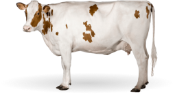 Премиксы для КРС