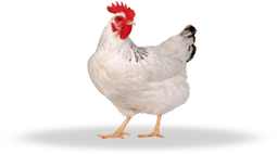 БВМК для бройлеров